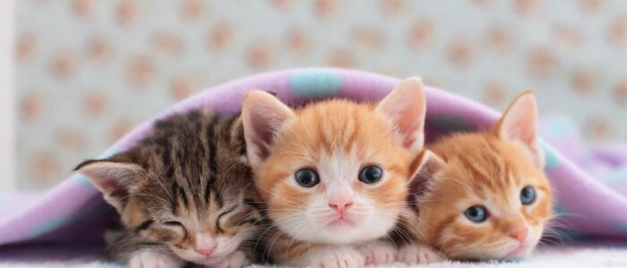 50-Photos-of-Cute-Kittens-That-Will-Make-You-Melt_GettyImages-187144066_SSedit_FT
